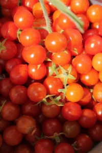 Aaji’s organic small scale farm — Training on her farm to construct DIY Greenhouse