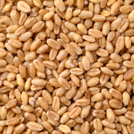 Sharbati Wheat Whole